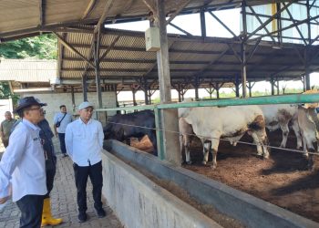 Zero LSD dan PMK, Distan Pastikan Daging Sapi dan Kerbau di Banten Layak Konsumsi