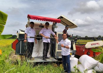 Bulan Depan Masuk Panen Raya, Petani di Serang Tak Sempat Nikmati Harga Gabah Tinggi