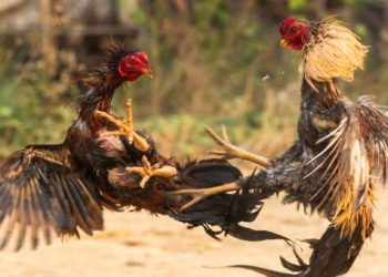 Polres Pandeglang Gerebek Judi Sabung Ayam, Tiga Pelaku Ditangkap