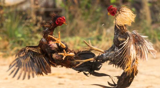 Polres Pandeglang Gerebek Judi Sabung Ayam, Tiga Pelaku Ditangkap