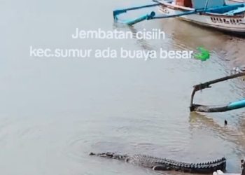 Buaya Sepanjang Enam Meter Muncul di Muara Sungai Cisiih