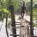 Jembatan Gantung di Banjasari Putus, 15 Orang jadi Korban