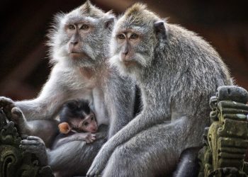 Tragis! Bayi Dua Bulan di Lebak Diserang Monyet Liar hingga Terluka Parah