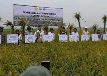 Perdana, Pemkab Serang Panen Padi Biosalin di Tanara