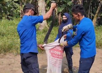 Damkar Lebak Tangkap King Kobra Tiga Meter di Rumah Warga