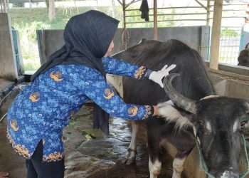 Tiga Kasus PMK, DKPP Kabupaten Serang: Peternak Harus Lebih Selektif