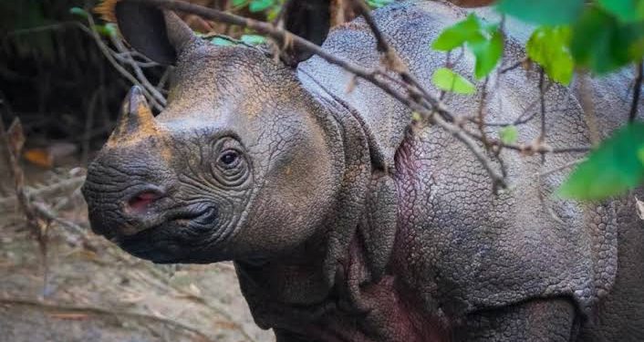 Lebih dari Tiga Ekor Badak Jawa Diduga Mati Akibat Perburuan di Taman Nasional Ujung Kulon