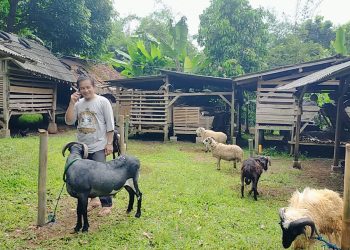 Jelang Idul Adha, Peternak di Pandeglang Siapkan 200 Ekor Hewan Kurban