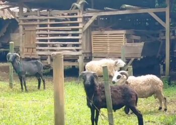 Jelang Idul Adha, 3.014 Ekor Hewan Kurban Akan Serbu Pandeglang