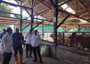Idul Adha 1445 H, 69 Ribu Hewan Kurban Diprediksi Masuk Banten