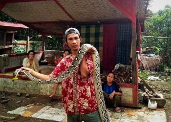 Heboh, Ular Sanca Sepanjang 4 Meter Mangsa 15 Ekor Ayam di Lebak