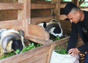 Jelang Idul Adha, Penjual Hewan Kurban Terima Banyak Pesanan