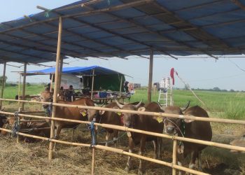 Jelang Idul Adha, Lapak Penjual Hewan Kurban Mulai Bermunculan