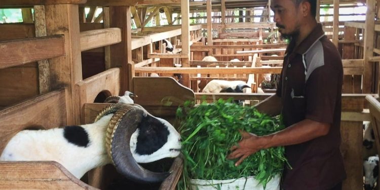 Jelang Idul Adha, Harga Kambing di Lebak Tembus Rp 3 Juta per Ekor