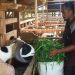 Jelang Idul Adha, Harga Kambing di Lebak Tembus Rp 3 Juta per Ekor