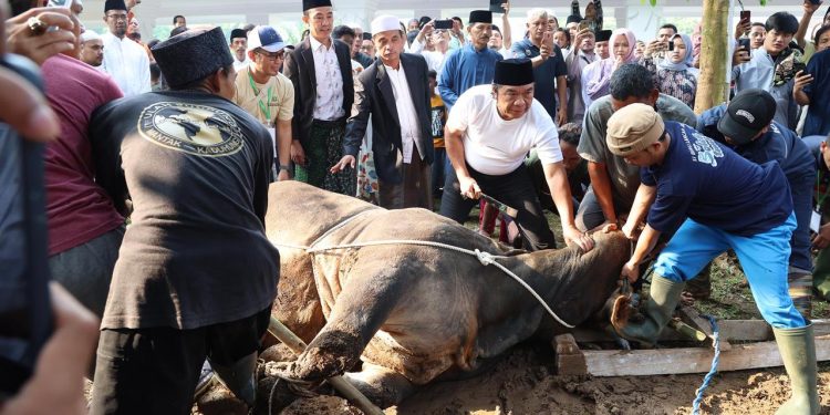 Al Muktabar Potong Langsung Hewan Kurban dari Presiden, Beratnya 1 Ton Lebih
