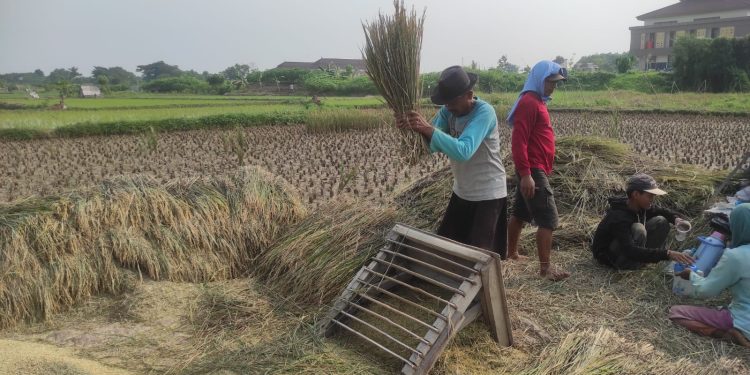Jelang Idul Adha, Stok Beras di Kabupaten Serang Dipastikan Aman