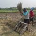 Jelang Idul Adha, Stok Beras di Kabupaten Serang Dipastikan Aman