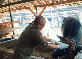 Jelang Idul Adha, Ribuan Hewan Kurban di Lebak Diperiksa 