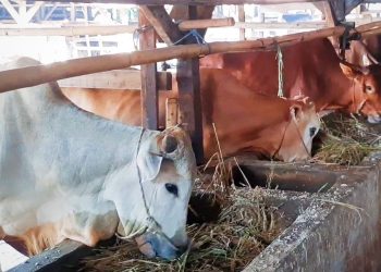 Jelang Idul Adha 2024, Harga Hewan Kurban di Lebak Dijual Mulai Rp 2 Juta