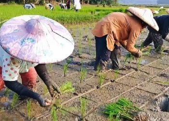 Duka Petani di Lebak: Pupuk Bersubsidi Sulit Didapat