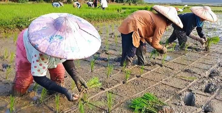 Duka Petani di Lebak: Pupuk Bersubsidi Sulit Didapat