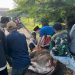 Sembelih Sendiri Hewan Kurban, Dede Rohana Bagikan Ribuan Paket Daging