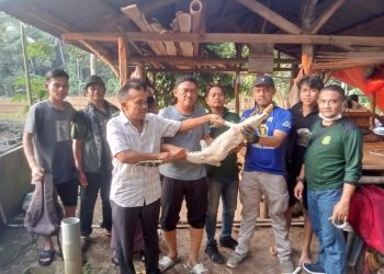 Buaya Dua Meter Muncul ke Permukiman Hebohkan Warga Labuan Pandeglang