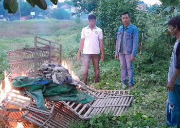 Polsek Ciruas Gerebek Tempat Judi Sabung Ayam Desa Citeureup
