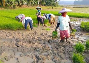 Petani di Lebak Kesulitan Dapatkan Pupuk Subsidi