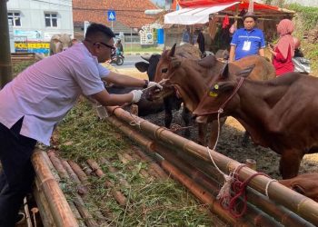 Jelang Idul Adha, Disnakeswan Intensifkan Pemeriksaan Kesehatan Hewan Kurban