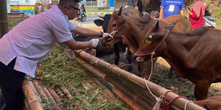 Jelang Idul Adha, Disnakeswan Intensifkan Pemeriksaan Kesehatan Hewan Kurban