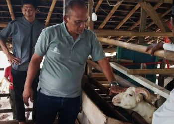 Dukung Program Ketahanan Pangan, Disnakeswan Lebak Intensifkan Pemeriksaan Domba
