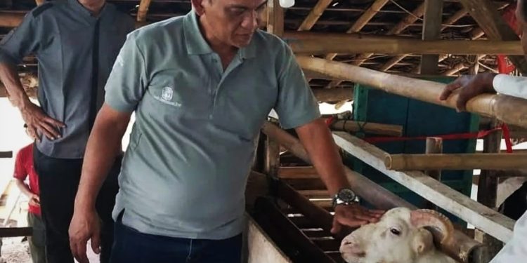 Dukung Program Ketahanan Pangan, Disnakeswan Lebak Intensifkan Pemeriksaan Domba