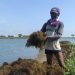 Rumput Laut Gracilaria Dibudidaya di Tirtayasa, Miliki Potensi Ekonomi yang Tinggi