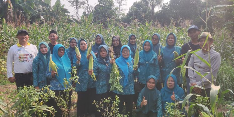 Lahan Tidur di Desa Silebu Dijadikan Kebun Contoh, Panen Jagung Hingga Cabai