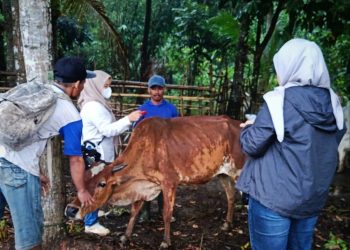 Pemprov Jabar dan Unpad Telusuri Keberadaan Sapi Pasundan di Wilayah Lebak