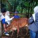 Pemprov Jabar dan Unpad Telusuri Keberadaan Sapi Pasundan di Wilayah Lebak