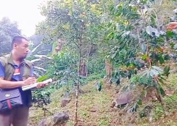 Napiter Mulai Panen Kopi di Puncak Gunung Karang, Pandeglang