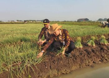 Pemkab Serang Ingin Produksi Bawang Merah Ditingkatkan