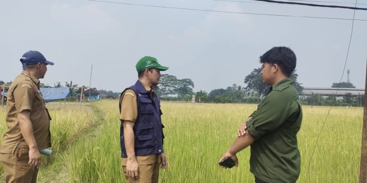 Ratusan Hektare Sawah di Lebak Kekeringan