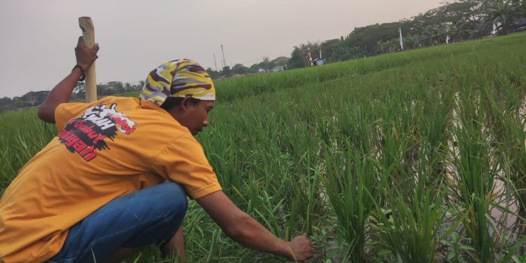 Petani di Ciruas Kabupaten Serang Keluhkan Serangan Hama