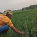Petani di Ciruas Kabupaten Serang Keluhkan Serangan Hama