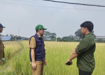 Produksi Beras di Lebak Capai 143 Ribu Ton