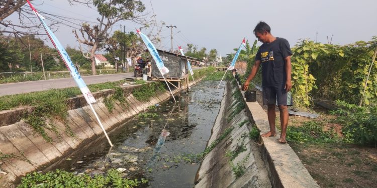 Dampak Kebijakan Buka Tutup, Air Irigasi di Ciruas-Pontang Menyusut