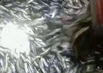 Fenomena Ikan ke Tepi Pantai Selatan, Kepala Dinas Perikanan Pandeglang:  Tidak Terjadi di Daerah Kami