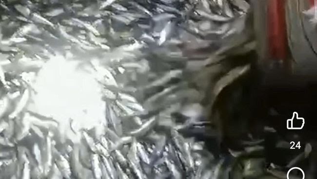 Fenomena Ikan ke Tepi Pantai Selatan, Kepala Dinas Perikanan Pandeglang: Tidak Terjadi di Daerah Kami