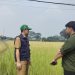 Ratusan Petani Lebak Asuransikan Lahan Persawahan