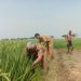 Masuk Masa Panen, Stok Pangan di Kabupaten Serang Dipastikan Aman