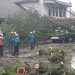 Perbaiki Kabel Rusak, Mobil PLN di Lebak Malah Tertimpa Pohon